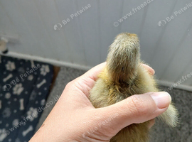 Day old Indian runner ducklings