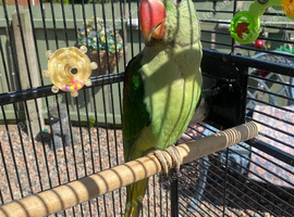 Alexandrine male