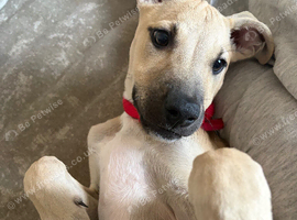 Male staff x puppy 17 weeks old