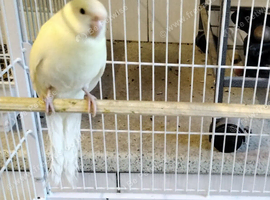 Male Cream Kakarikis