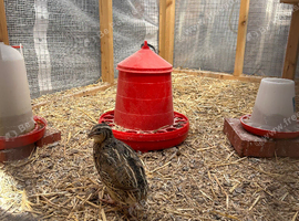 Quail