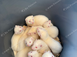 Ferret kits for sale