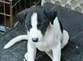 Stunning saluki bull gray x lyrcger