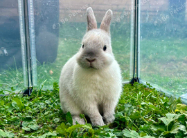 Beautiful Netherland Dwarf Doe