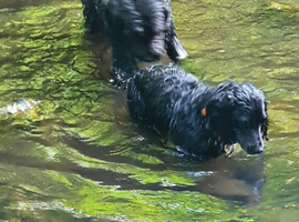 Pooches and Puddles