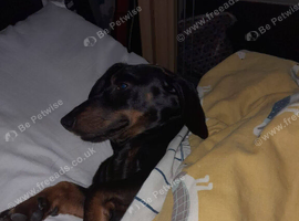 Male miniature dachshund