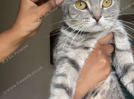 Mixed breed cat ready to leave with cat tower and litter box and litter essentials and grooming kit and cat carrier