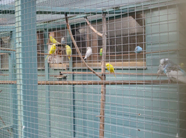 Baby budgies