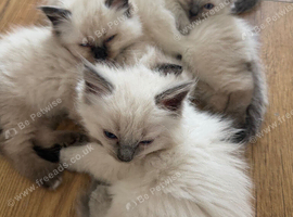 Ragdoll kittens for sale