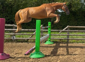 International showjumping bloodlines