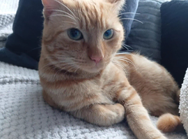 1 year old boy ginger cat