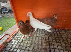 Young Pigeons for Sale