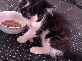 Kitten