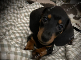 Black and Tan boy