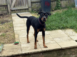 Rehoming beautiful girl