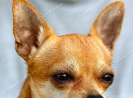 Chihuahua