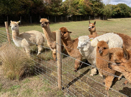 Alpaca Retirement Sale. Also brand new 3 box stable x 12 ft 18mm kick boards Never Used