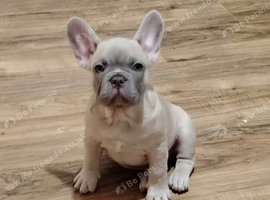 Meet Blue, our handsome French Bulldog boy!