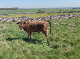 Private Sale of a Young Bull Calf AA x BB (approximately 7 Months)