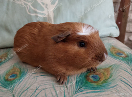 Pair of baby male guinea pigs