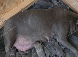 Lost staffy puppy