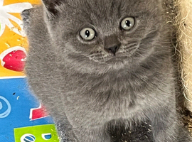 Stunning pure British Shorthaired kittens