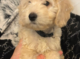 Cockapoo puppies ready to go !