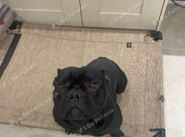 Micro bulldog