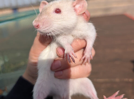 Tame rats & set up