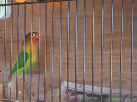 Pair of lovebirds