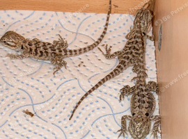 Bearded dragon hatchlings