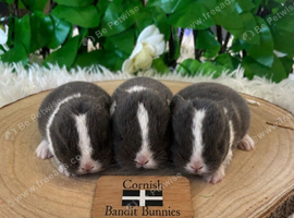 Pure bred miniature lop bunnies