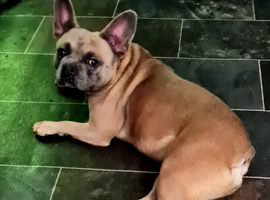 SPAYED FRENCH BULLDOG.