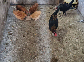 Chicken