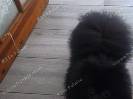 We are looking for a loving home for a wonderful one-year-old dog.