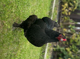 Bantam/Brahma