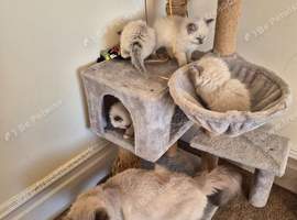 3 female beautiful Ragdoll kittens