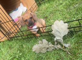 Miniature Dutch hound