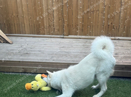 Japanese Akita
