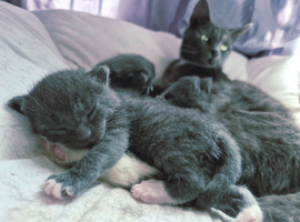 Russian Blue kittens