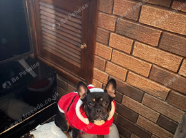 Jack Russell x frenchie