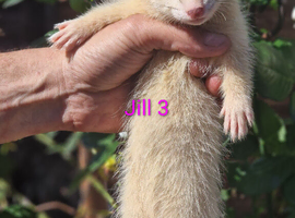 Gorgeous Ferret Kits Angora, semi and standard/long - Ready Now 4 Jills left