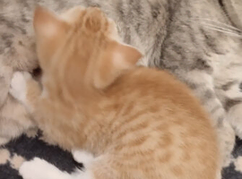 Beautiful shorthair ginger Bangal kitten for sale