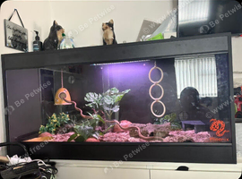 Corn snake with viv for sale