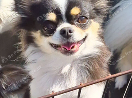 long coat chihuahua