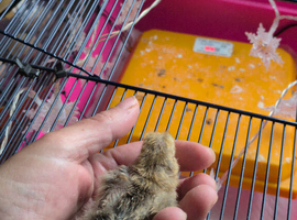 Last one left serama chick days old