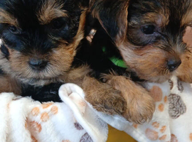 YORKSHIRE TERRIER PUPPIES BOYS.