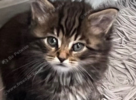 Gorgeous kitten tabby boy long fur