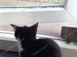 Kittens