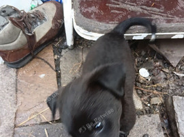 Saluki bull gray x lurcher